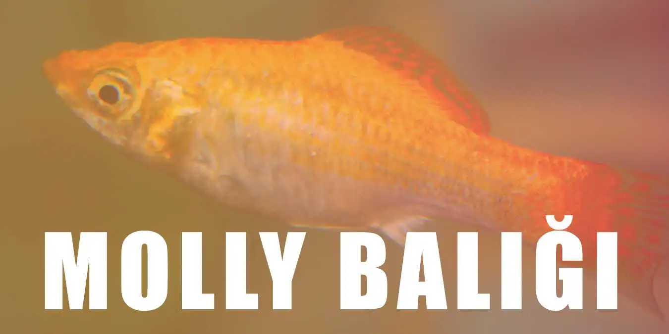 Molly Balığı Bakımı Nasıl Yapılır? Özellikleri Neler?