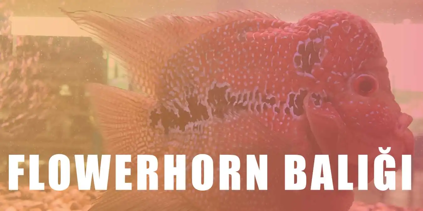 Flowerhorn Balığı Bakımı ve Hakkındaki Her Şey