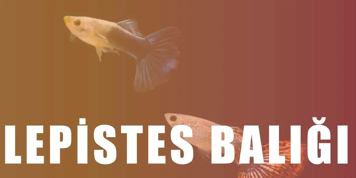 Lepistes Balığı Bakımı ve Özellikleri Hakkında Bilgiler