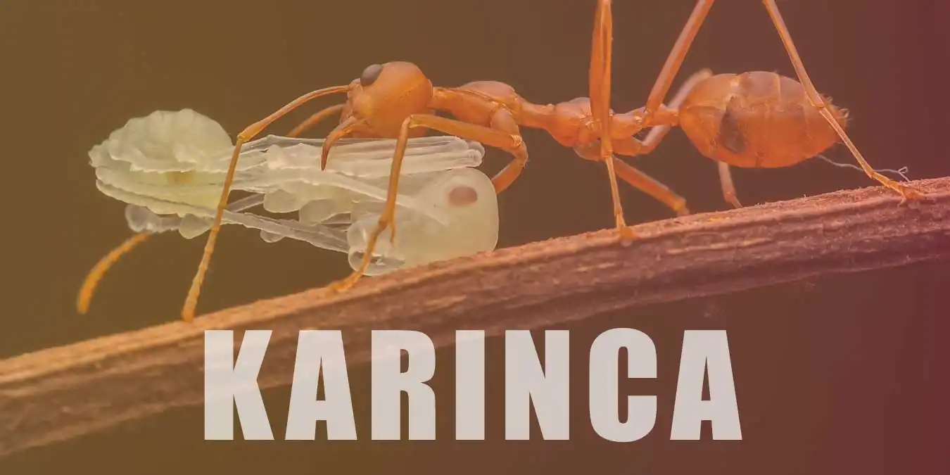 Karınca Kaç Yıl Yaşar? Karınca Çeşitleri ve Hakkında Bilgi