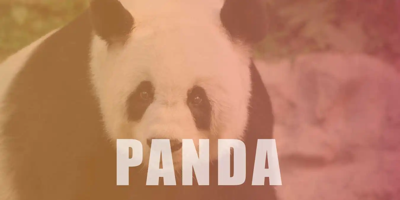Pandalar Ne Yer? Nerede Yaşar? Pandalar Hakkında Bilgiler