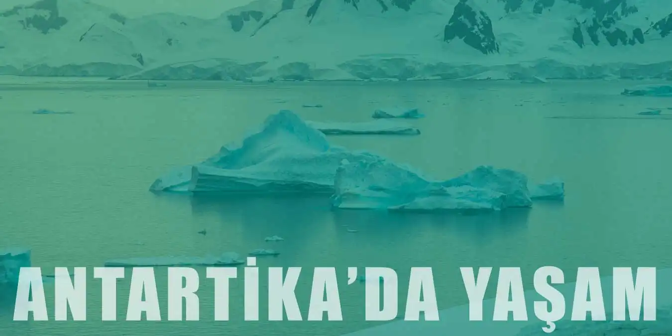 Buzlarla Kaplı Kıta Antarktika'da Yaşam Nasıldır?