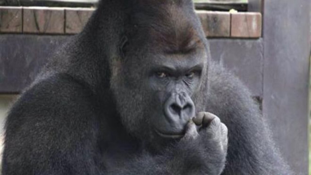 Japonya'da Yakışıklı Goril
