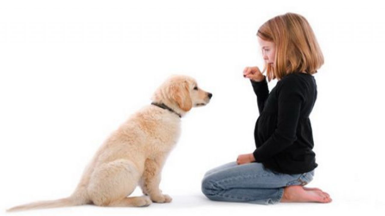 Apartmanda Beslenebilecek Köpek Cinsleri