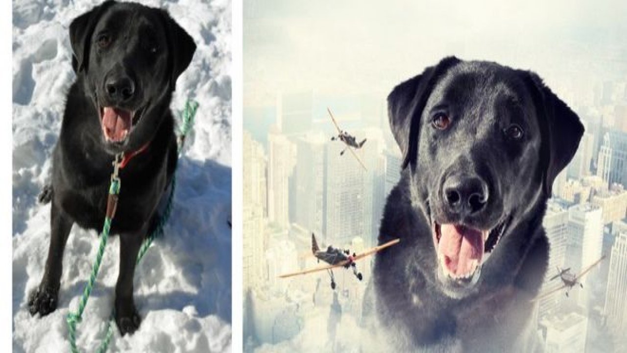 Köpeklerle İlgili Yapılmış En İyi Photoshop'lar