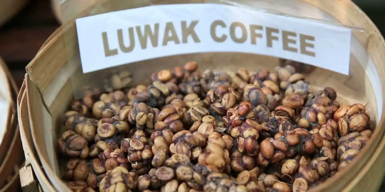Dünyanın En Pahalı Kahvesi Kopi Luwak Hakkında Bilgiler