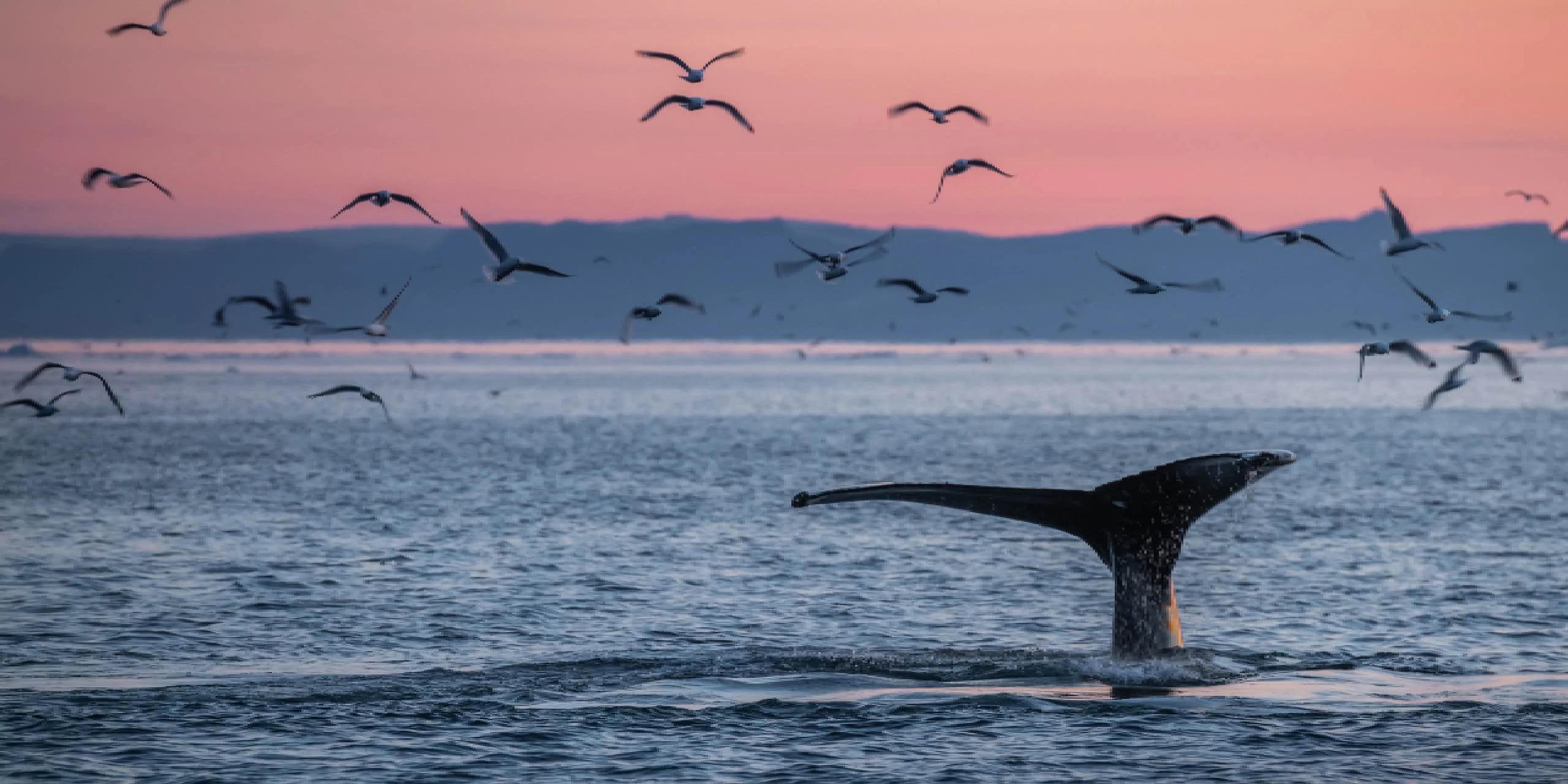 Dünyanın En Büyük Deniz Canlısı: Mavi Balinalar Hakkında Bilgi