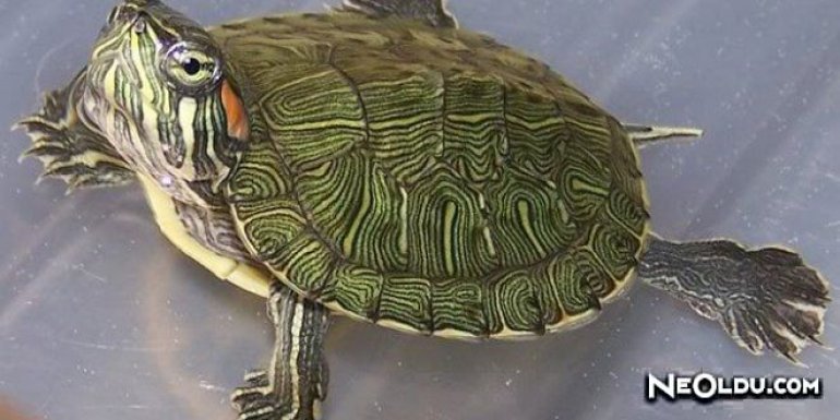 En İyi Su Kaplumbağası Yemleri