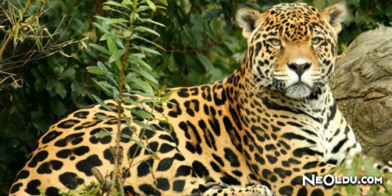 Rüyada Jaguar Görmek Ne Anlama Gelir?