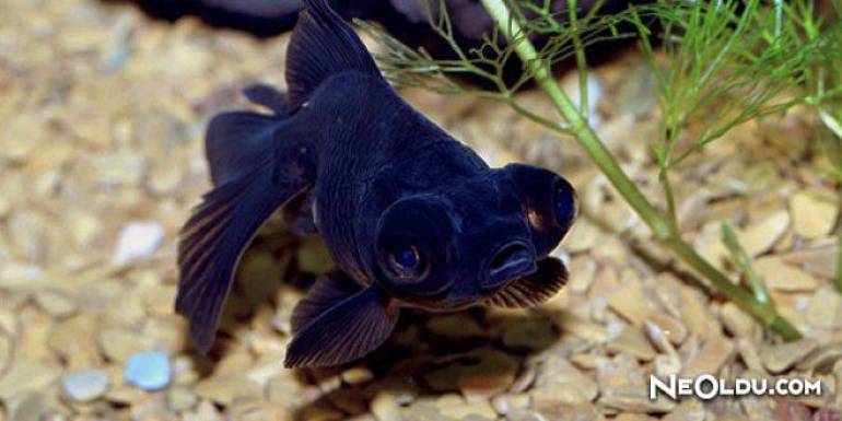 Rüyada Siyah Balık Görmek Ne Anlama Gelir?