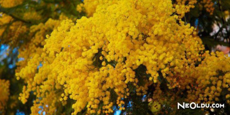 Rüyada Mimoza Çiçeği Görmek Ne Anlama Gelir?