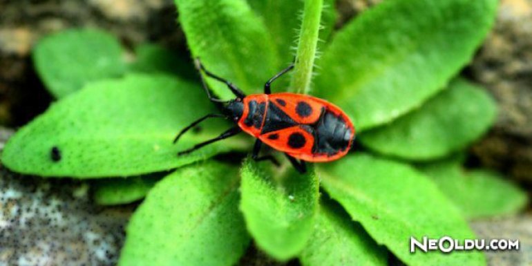 Rüyada Kırmızı Böcek Görmek Ne Anlama Gelir?