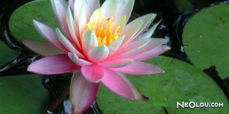 Falda Nilüfer Çiçeği Görmek Ne Anlama Gelir