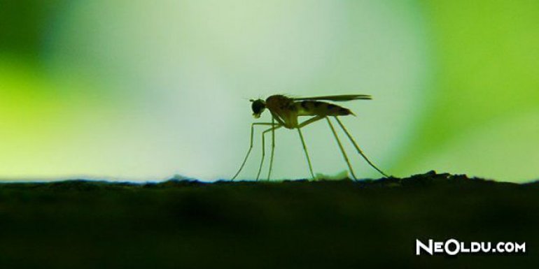Falda Sivrisinek Görmek Ne Anlama Gelir