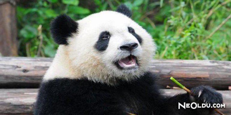 Falda Panda Görmek Ne Anlama Gelir