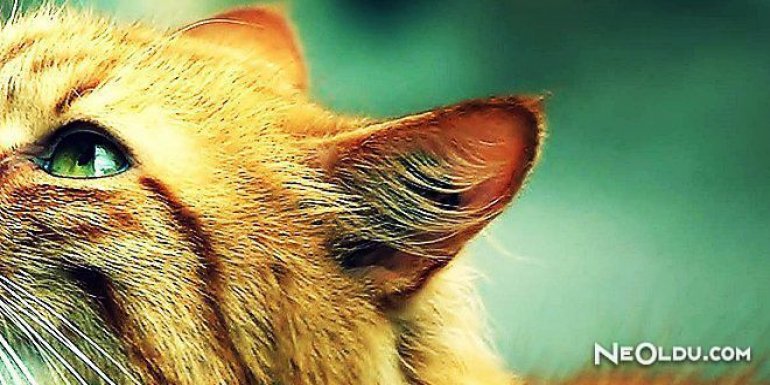 Falda Kedi Kulağı Görmek Ne Anlama Gelir