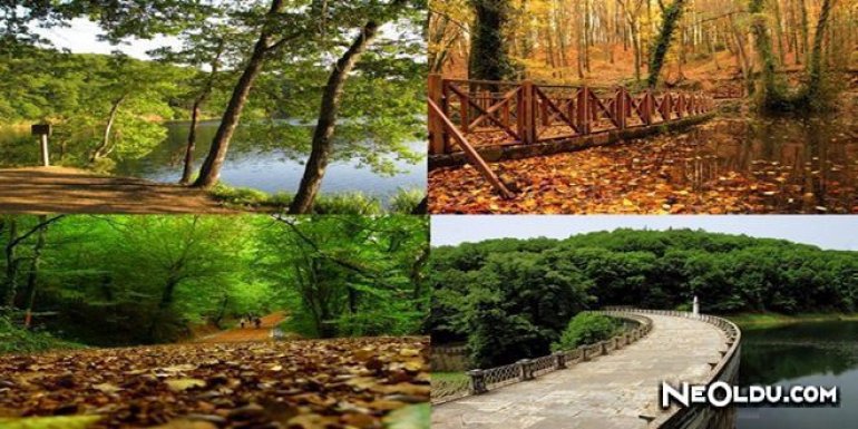 İstanbul'daki Cennet: Belgrad Ormanı