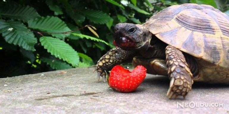 23 Mayıs Dünya Kaplumbağalar Günü