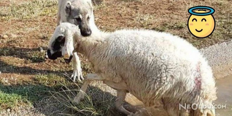 Kangal Boğulmakta Olan Koyunu Kurtardı