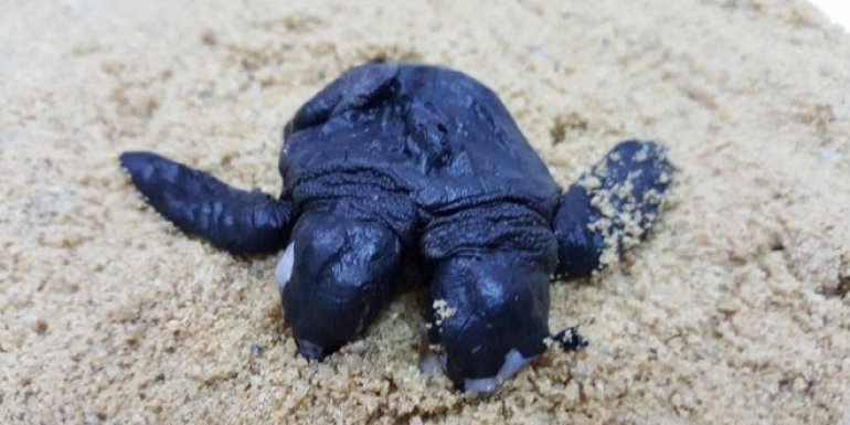 Mersin'de Çift Başlı Deniz Kaplumbağası Görenleri Şaşırttı