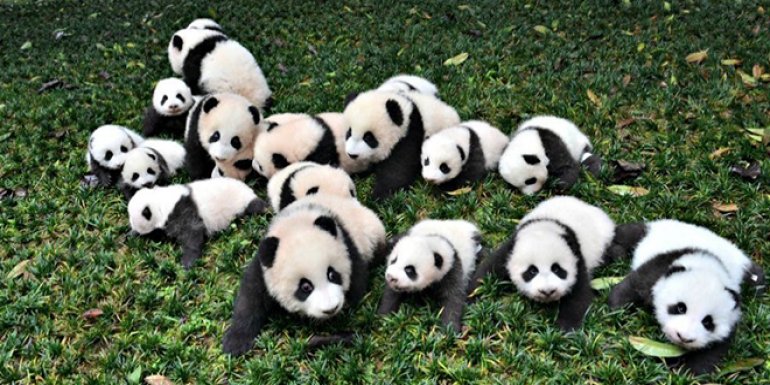 Pandaların En Eğlenceli Görüntüleri