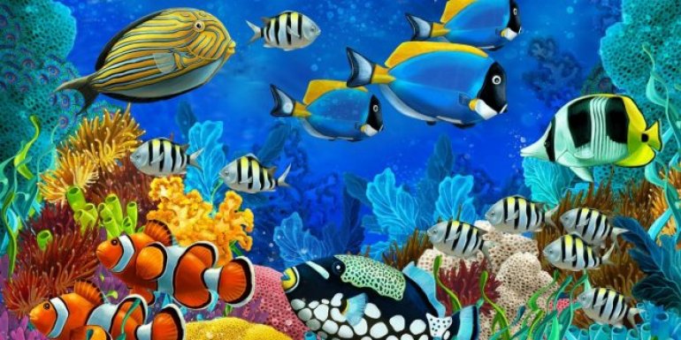 Dünya'nın En Renkli Balık Çeşitleri