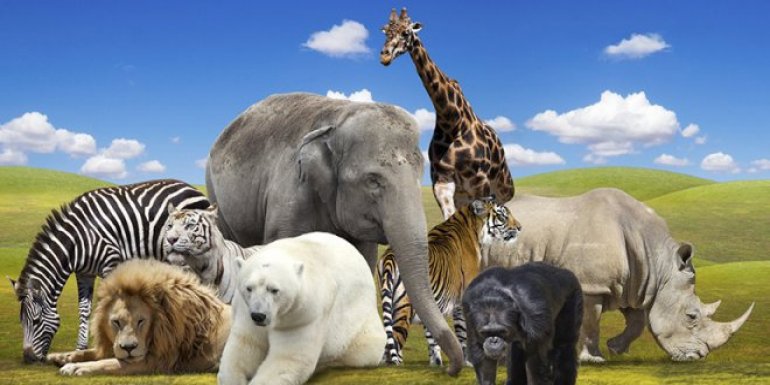 Hayvanlar Hakkında Bilgi - Hayvanlar Aleminin Bilinmeyen 10 Yanı