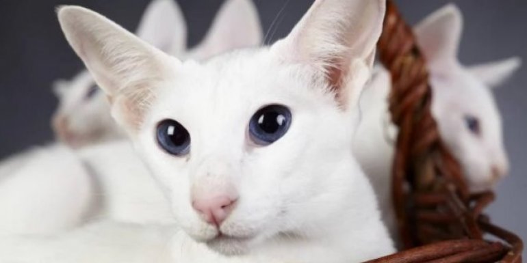 Colorpoint Shorthair Kedisi Bakımı ve Özellikleri