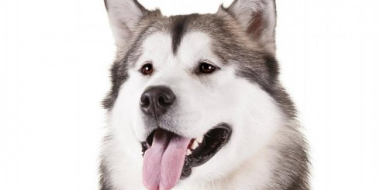 Alaska Kurdu Köpeği Hakkında Bilmeniz Gereken 10 Şey