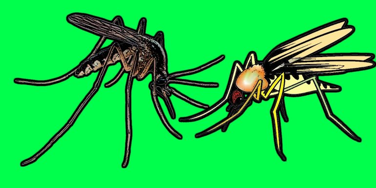 Tarihin En Büyük Katilleri: Sivrisinekler