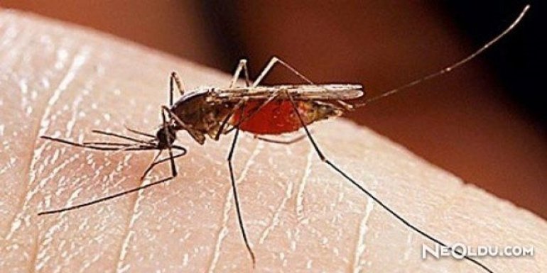 Sivrisinekler Hep Sizi Mi Isırıyor?