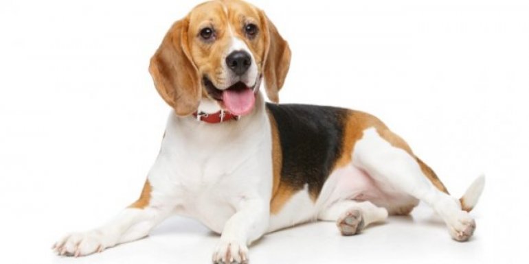 Beagle Cinsi Köpek Bakımı ve Özellikleri