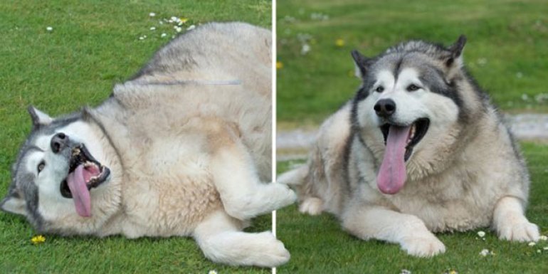 Şişman Köpek George Diyete Başladı Azmiyle Kısa Sürede 25 Kilo Verdi!