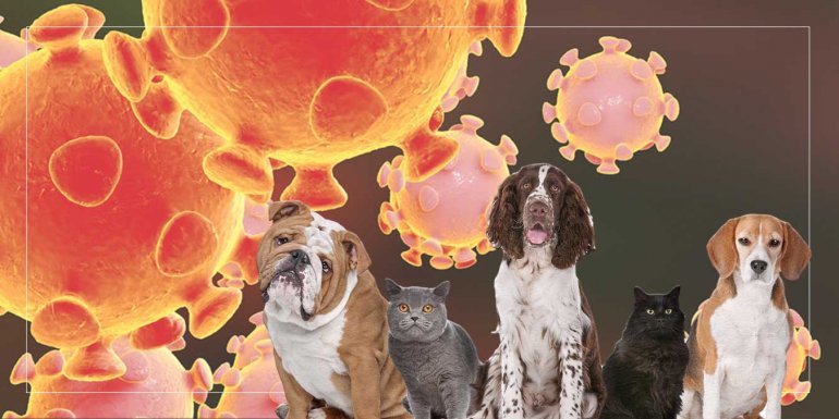 COVID-19 ve Hayvan Sağlığı: Koronavirüsün Hayvanlar Üzerinde Etkisi
