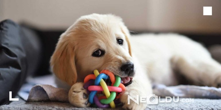 Köpeklerde Beyin Gelişimi: Köpekler İçin Zeka Oyuncağı