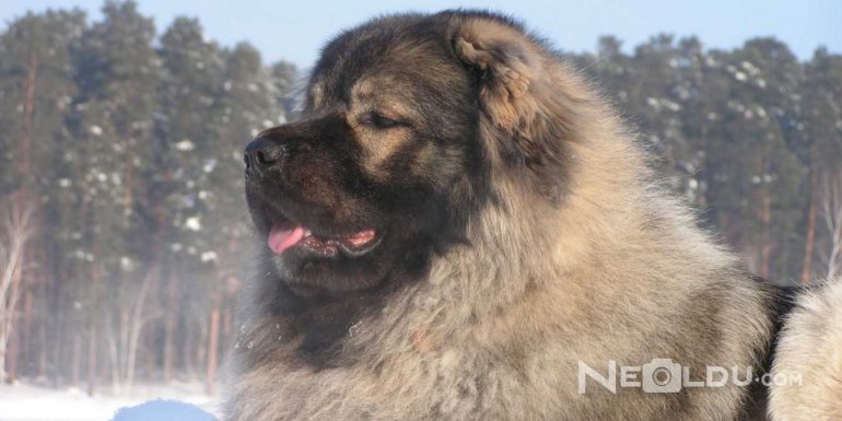 Kars (Kafkas) Çoban Cinsi Köpek Bakımı ve Özellikleri