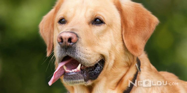 Labrador Retriever Cinsi Köpek Bakımı ve Özellikleri
