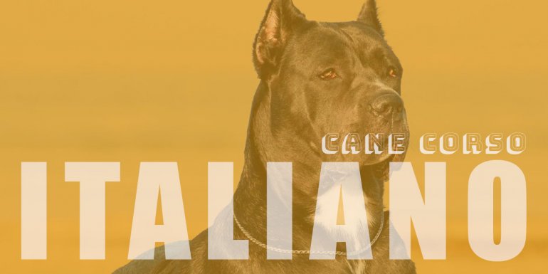 Cane Corso İtaliano Cinsi Köpek Bakımı ve Özellikleri