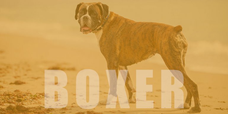 Boxer Cinsi Köpek Bakımı ve Özellikleri
