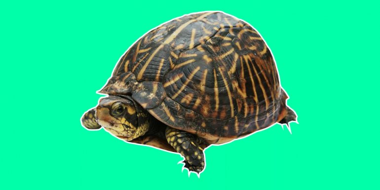 Rüyada Kaplumbağa Görmek - Büyük Kaplumbağa Sürüsü Ne Demek?