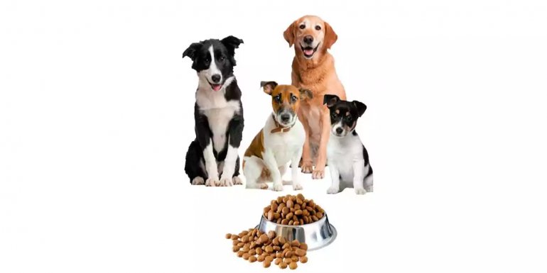 Protein ve Karbonhidrat Dengeli En İyi 5 Köpek Maması