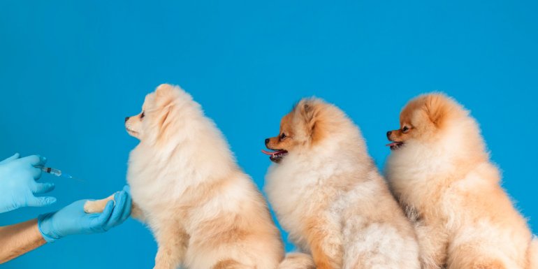 Pomeranian Boo Özellikleri ve Bakımı
