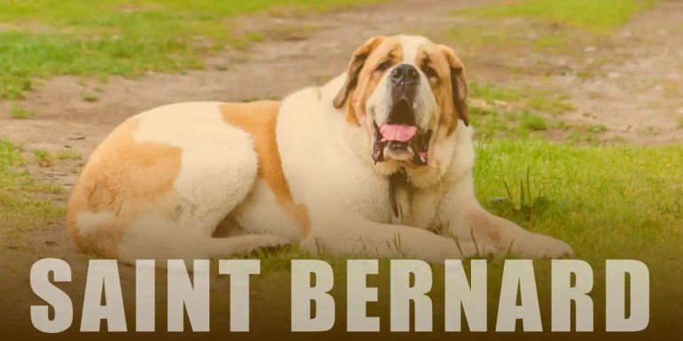 St. Bernard (Saint) Cinsi Köpek Bakımı ve Özellikleri