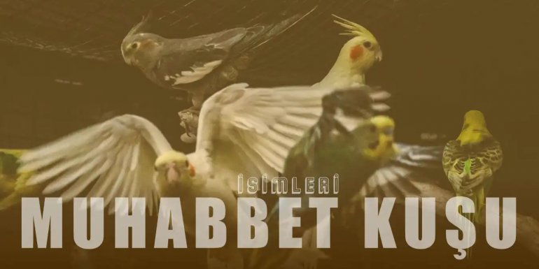 Muhabbet Kuşu İsimleri | Dişi, Erkek Muhabbet Kuşu İsimleri