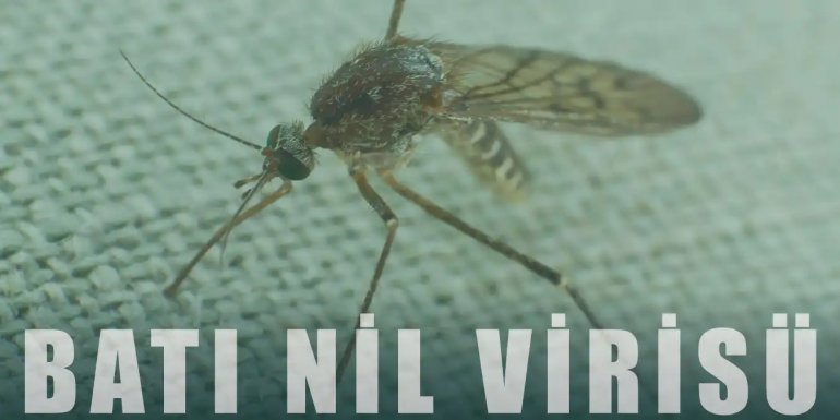 Batı Nil Virüsü Nedir, Belirtileri ve Tedavisi Nelerdir?
