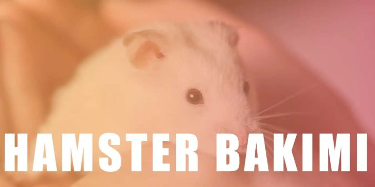 Hamster Bakımı Nasıl Yapılır? Hamster Bakımı hakkında Herşey