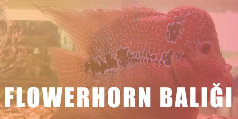 Flowerhorn Balığı Bakımı ve Hakkındaki Her Şey