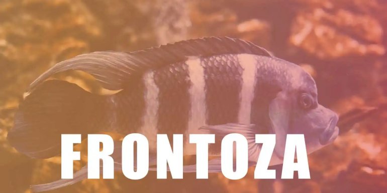 Frontoza Balığı Bakımı Nasıl Yapılır? Özellikleri Neler?