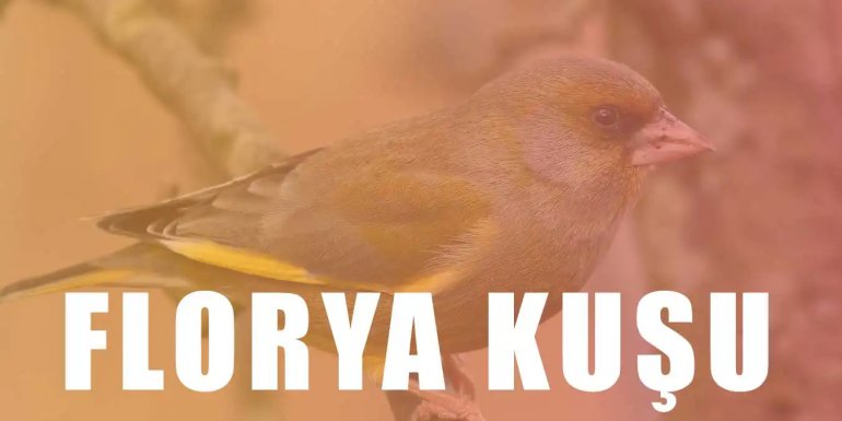 Florya Kuşu Bakımı Nasıl Yapılır? Özellikleri ve Beslenmesi