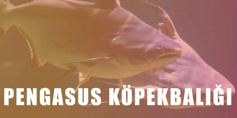 Pengasus Köpekbalığı Bakımı Nasıl Yapılır? Hakkında Bilgiler